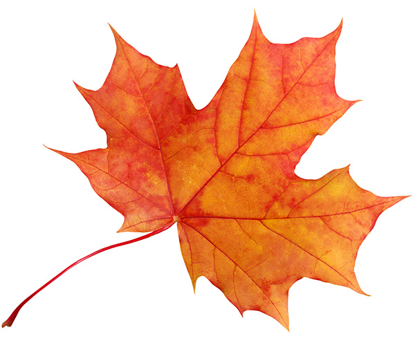 red and gold maple leaf